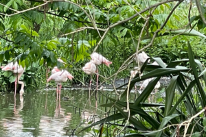 Learning beyond the classroom: Science training day at ZSL London Zoo