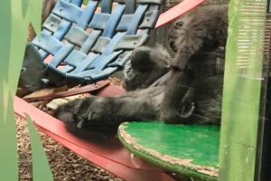Learning beyond the classroom: Science training day at ZSL London Zoo